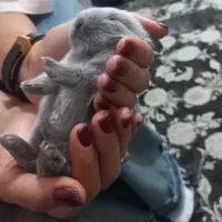 خرگوش چلوندنی و لوپ