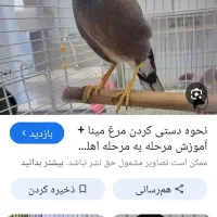 مرغ مینا جوان