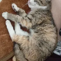 گمشده|حیوانات|مشهد, نوغان|دیوار