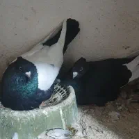 رنگه کفتر|پرنده|تربت جام, جامی|دیوار