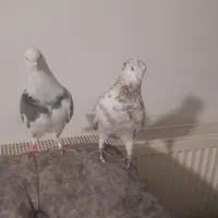 کبوتر تهرانی پرشی