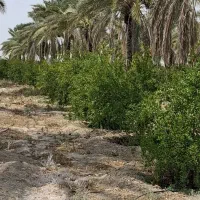 باغ دریوسف اباد..یک هکتار