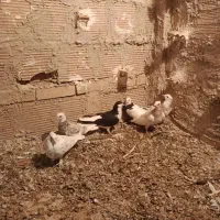 کبوتر پرشی|پرنده|درگز, |دیوار