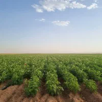 زمین کشاورزی|اجارهٔ دفتر صنعتی، کشاورزی، تجاری|کبودرآهنگ, |دیوار