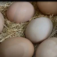 تخم مرغ نطفه دار