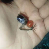 حراج اخرین جفت مهره دیگه شارژنمیشه