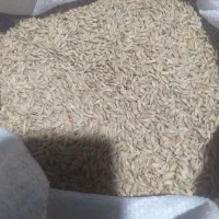جو بندر تحویل در پارساباد