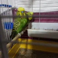 مرغ عشق اینگلیسی