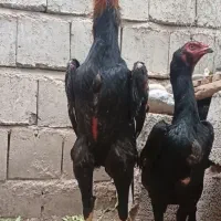 تخم مرغ اوشامو آلمانی