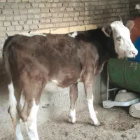 گوساله سمینتال آلمانی گاو|حیوانات مزرعه|اهواز, کوی ملی راه|دیوار