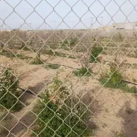 فروش-زمین-باغی-نقد-و-اقساط-در-شاهین-شهر