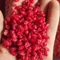 زرشک پفکی درجه یک خراسان جنوبی|خوردنی و آشامیدنی|شیراز, اصلاح‌نژاد|دیوار