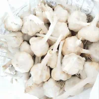 سیر