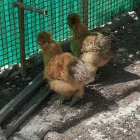 مرغ ابریشمی