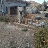 توله سرابی اصیل