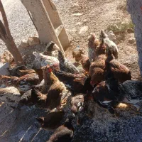 مرغ|حیوانات مزرعه|پلدختر, |دیوار