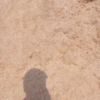 کاه گندم لوکس سرخوشه دیم گونی شده درجه یک همدان|لوازم جانبی حیوانات|یزد, |دیوار