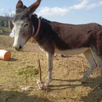 خر جوان آرام