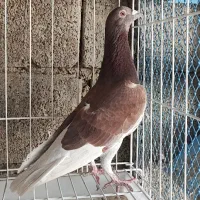 غوره ای با طاوسی