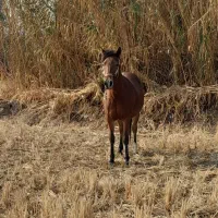 اسب ترکمن|اسب و تجهیزات اسب‌سواری|مانه, |دیوار