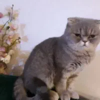 گربه ماده اسکاتیش  شناسنامه دار