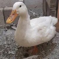 مرغ لاری و اردک