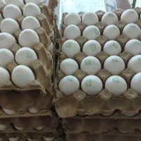 تخم مرغ لوکس زیر قیمت مرغداری