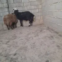 بره قوچی خوشکل و خوشتیپ جنس دار|حیوانات مزرعه|تربت جام, میان جام|دیوار