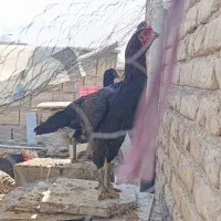 خروس لاری افغان