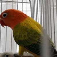 طوطی برزیلی یووینگ گلد و بلو