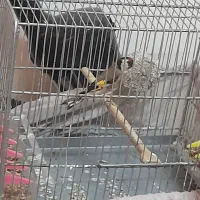 سهره|پرنده|تهران, میدان میوه و ترهبار مرکزی|دیوار