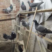 تیدی کله آبادانی مسافتی بشرط|پرنده|شیراز, درکی|دیوار