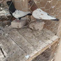 کبوتر مناسب پروندن ونگه داشتن