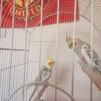 عروس هلندی نر و ماده.