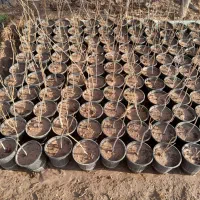 باغبانی|خدمات باغبانی و درختکاری|کرمان, |دیوار