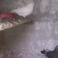 کبوتر معاوضه|پرنده|رودسر, |دیوار