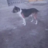 سگ سرابی نر|سگ|میاندوآب, |دیوار