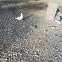 فروش کبوتر به پر