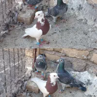 سوسکی و طوقی