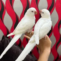 جفت راهب نر وماده البینو رام ودستی مست