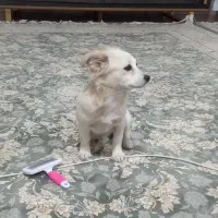 واگذاری سگ اشپتز ماده پنج ماهه|سگ|کرمانشاه, |دیوار