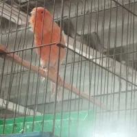 قناری سالم خوش رنگ|پرنده|بوشهر, |دیوار