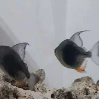 دالر بلک بری