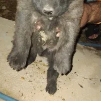 واگذری سگ قفقازی نر|سگ|کوهرنگ, |دیوار