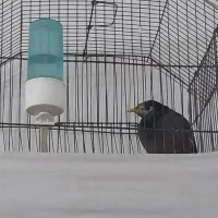 مینا معاوضه با قناری نر