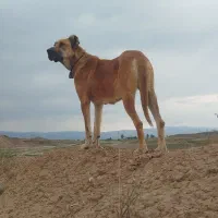 ماده‌سرابی