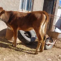 گوساله ماده