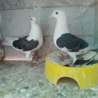 کبوتر اس|پرنده|شاهدشهر, |دیوار