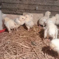 جوجه امپراطور  لایت  ۲۰ روزه