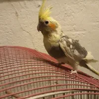 طوطی عروس هلندی مرواریدی